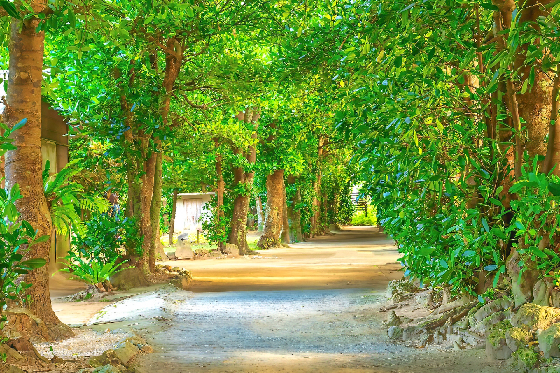 備瀬フクギ並木