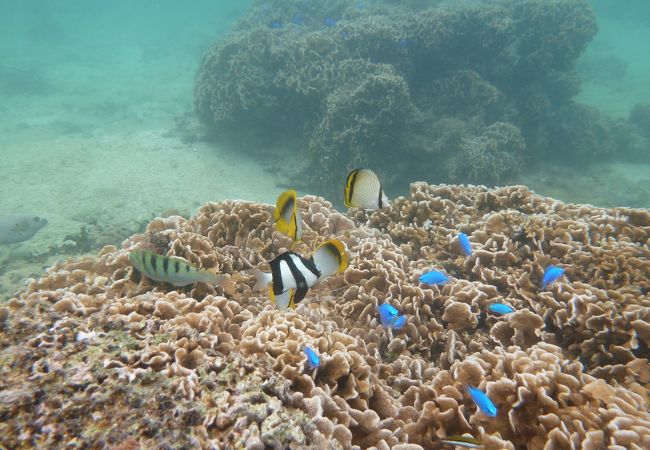 本部町の備瀬崎の海